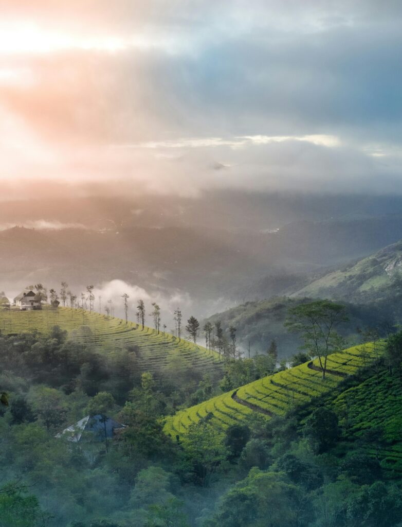 munnar trip packages