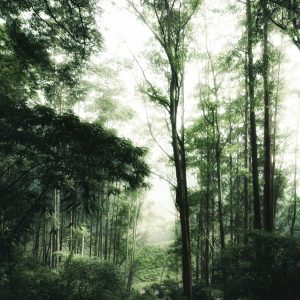 munnar trip packages